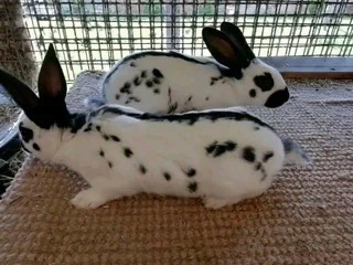 Cute Baby Bunnies For Sale