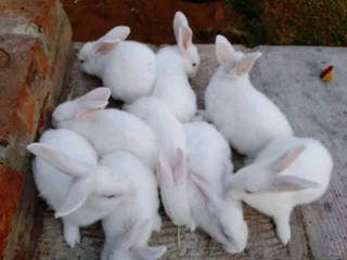 Newzealand White Rabbits For Sale