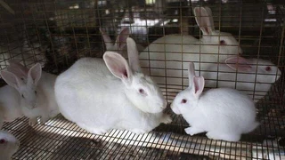Newzealand White Rabbits For Sale