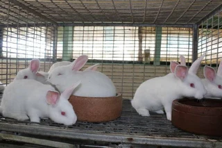 Newzealand White Rabbits For Sale