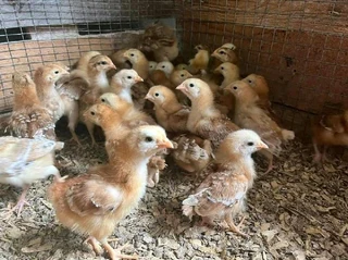 Rhode Island Red Chicks For Sale