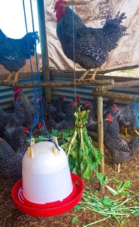 Potchefstroom Koekoeks Chicks For Sale
