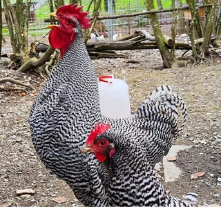 Potchefstroom Koekoeks Chicks For Sale