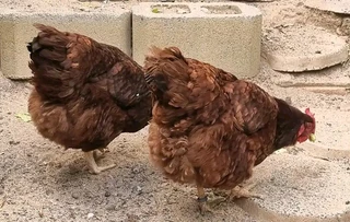 Pure Rhode Island Red Chicks Available