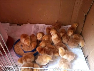 Pure Rhode Island Red Chicks Available