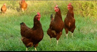 Pure Rhode Island Red Chicks Available