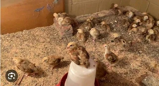Pure Rhode Island Red Chicks Available
