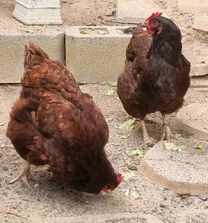 Pure Rhode Island Red Chicks Available
