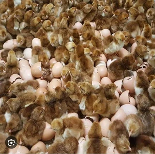 Pure Rhode Island Red Chicks Available