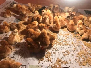 Pure Rhode Island Red Chicks Available