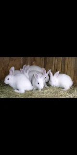 Newzealand Rabbits Breeding Stock Available