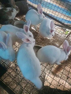 Newzealand Rabbits Breeding Stock Available