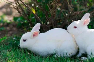 Cute Baby Bunnies For Sale