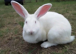Newzealand Rabbits For Sale