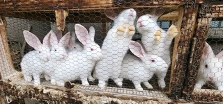 Newzealand Rabbits For Sale