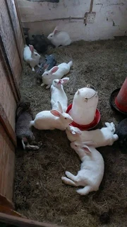 Newzealand Rabbits For Sale