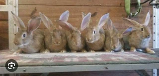 Show Quality Flemish Giants Kit&#39;s For Sale