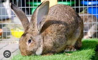 Show Quality Flemish Giants Kit&#39;s For Sale