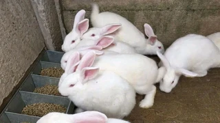 Meat Rabbits Weaner&#39;s Available