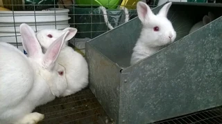 Meat Rabbits Weaner&#39;s Available