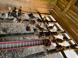 RHODE ISLAND RED CHICKS FOR SALE