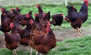 Rhode Island Red Chicks For Sale