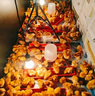 RHODE ISLAND RED CHICKS FOR SALE