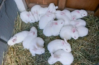 Variety Of Baby Bunnies For Sale