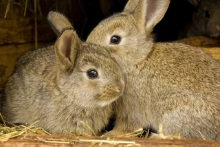 Baby Giant Rabbits For Sale