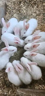 Newzealand White Weaners For Sale