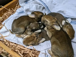 Flemish Giants Bunnies For Sale