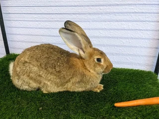 Flemish Giants Bunnies For Sale