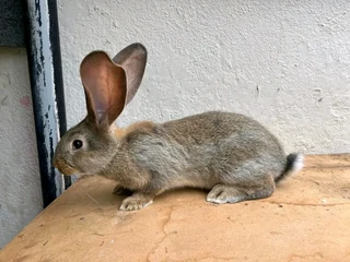Flemish Giants Bunnies For Sale