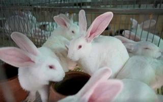 Newzealand White Rabbits For Sale