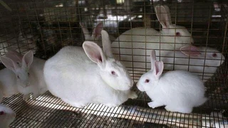 Newzealand White Rabbits For Sale