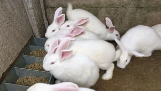 Newzealand White Rabbits For Sale