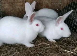 Newzealand White Rabbits For Sale