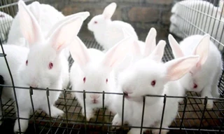 Newzealand White Rabbits For Sale