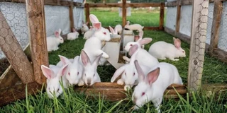 Newzealand White Rabbits For Sale