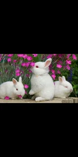Beautiful Baby Bunnies For Sale