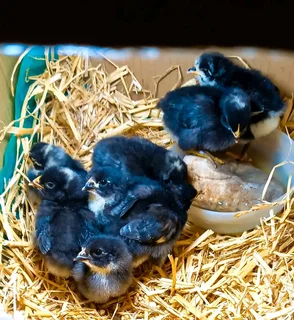 Potch Koekoeks For Sale