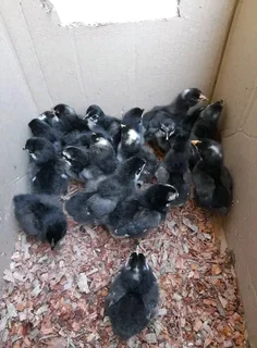 Potch Koekoeks For Sale