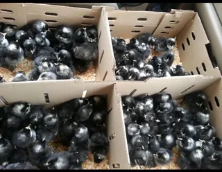 Potch Koekoeks For Sale