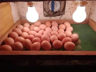 Black Australorps Fertile Eggs For Sale