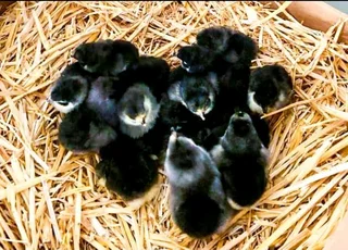 Black Australorps Fertile Eggs For Sale