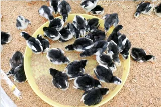 Black Australorps Fertile Eggs For Sale