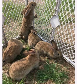 Flemish Giants Baby Bunnies For Sale