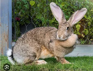 Flemish Giants Baby Bunnies For Sale