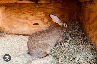 FLEMISH GIANTS BABY BUNNIES FOR SALE