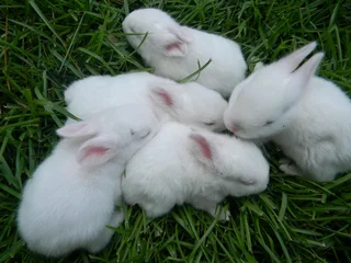 Beautiful Baby Bunnies For Sale
